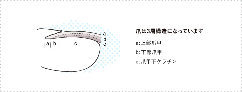 「巻き爪の発生メカニズムに即した治療方法とは」